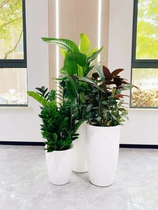 热搜宁波镇海盆景租赁，哪家才是真正的好？亡