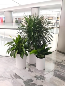 想找宁波前湾花卉出租？这家口碑超棒不容错过